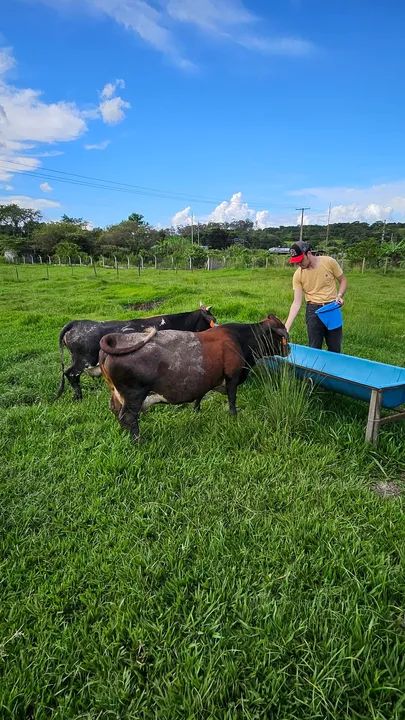Mini vaca  / As menores de Goiás  - Foto 3
