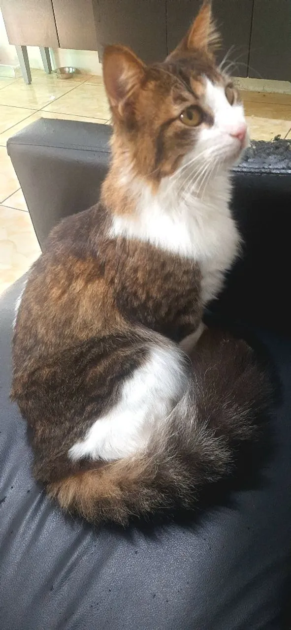 DOAÇÃO GATINHA DÓCIL