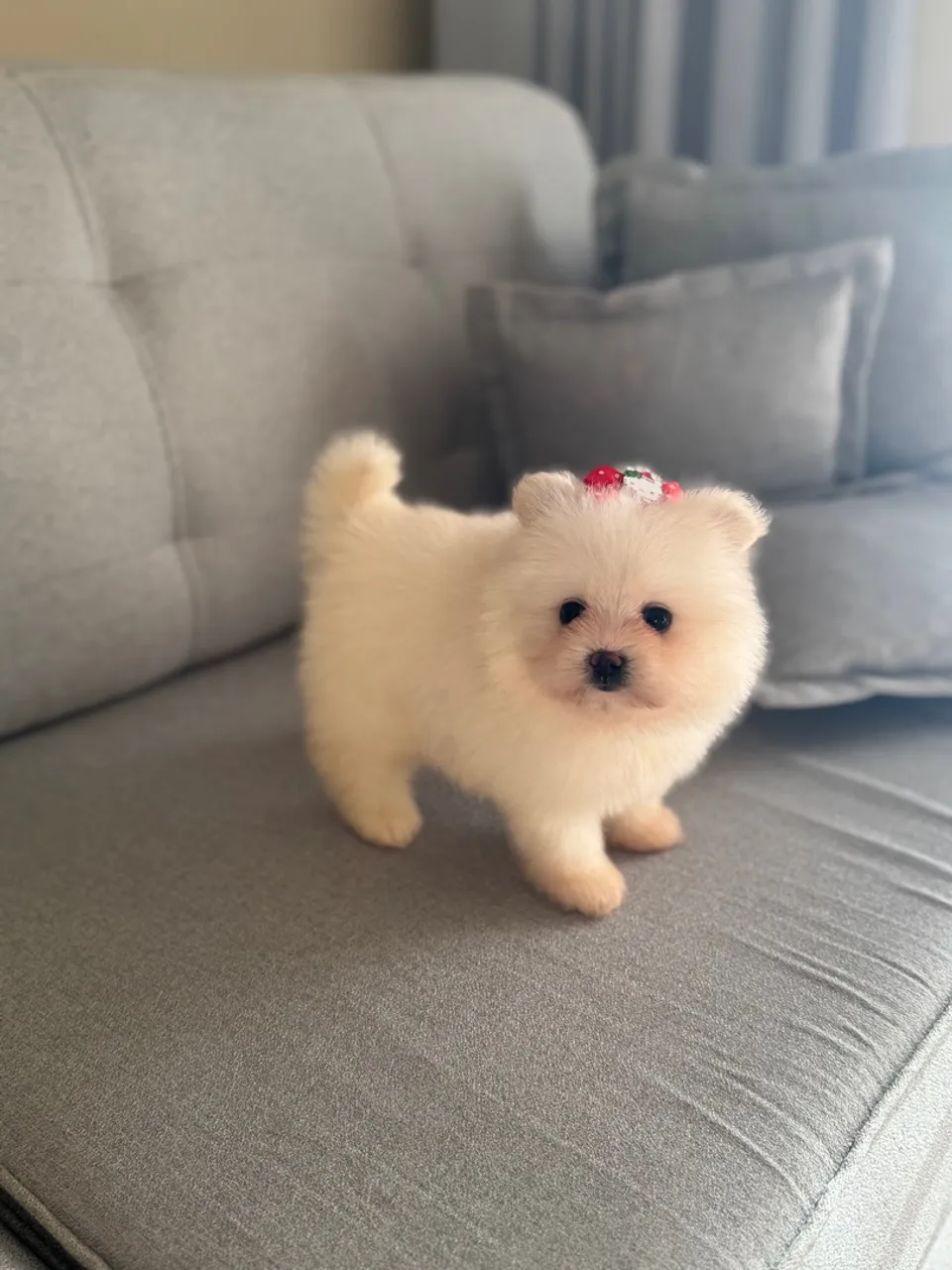 Filhote Spitz Alemão - Amor e Fofura em Casa!