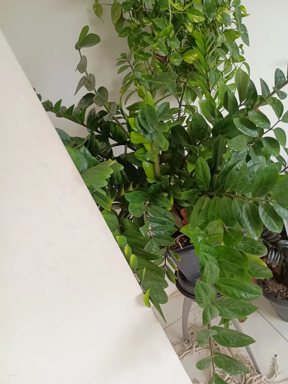 Vende se planta - Foto 2