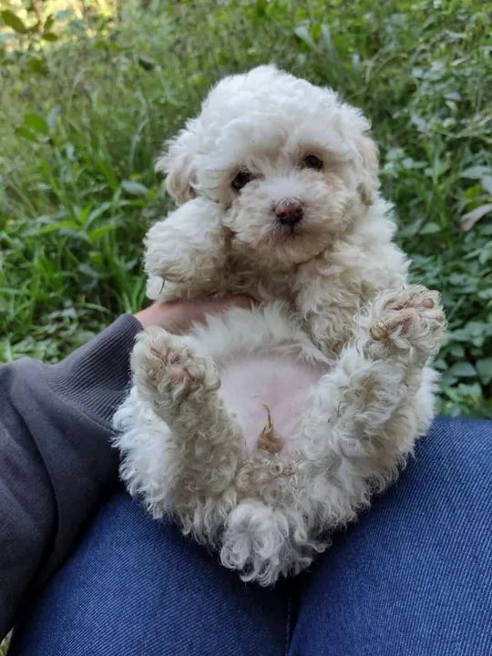 Poodle toy 