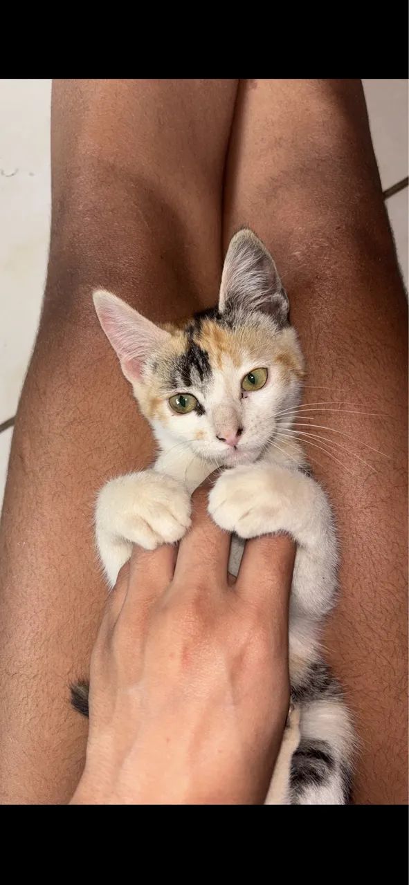 Doa-se gatinhos - Foto 4