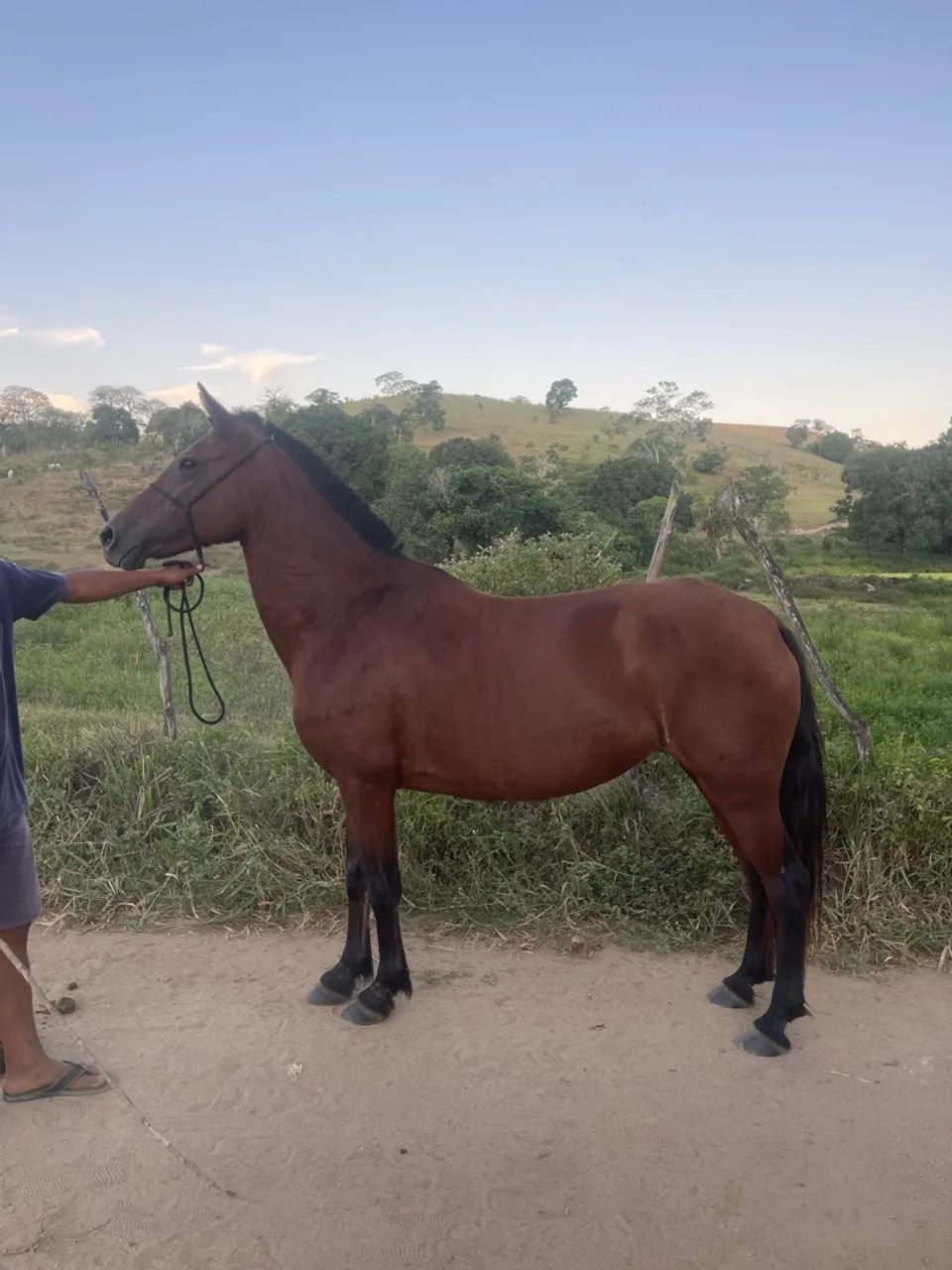 Égua mangalarga - Foto 4