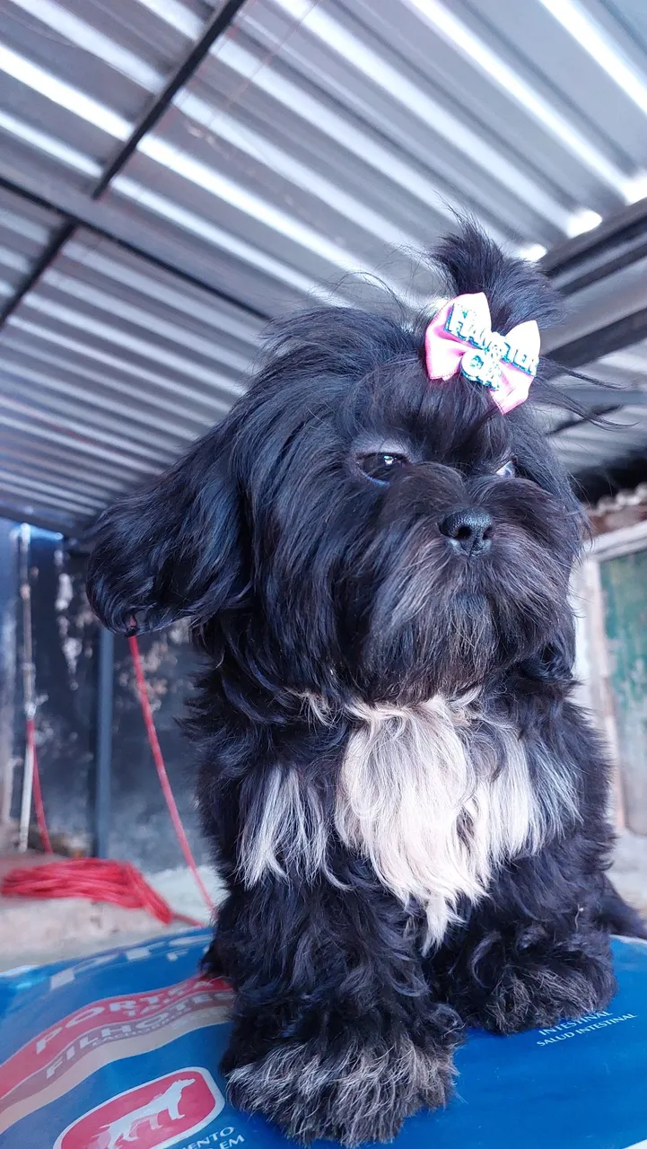 Shih Tzu filhote FÊMEA