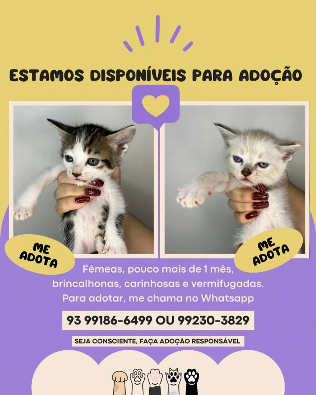 Gatinhos para adoção