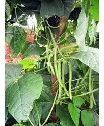 Sementes de vagem macarrão  - Foto 2