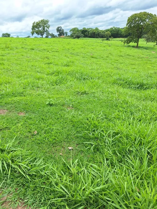Fazenda 63HA EM SÃO JOSÉ DA VARGINHA
