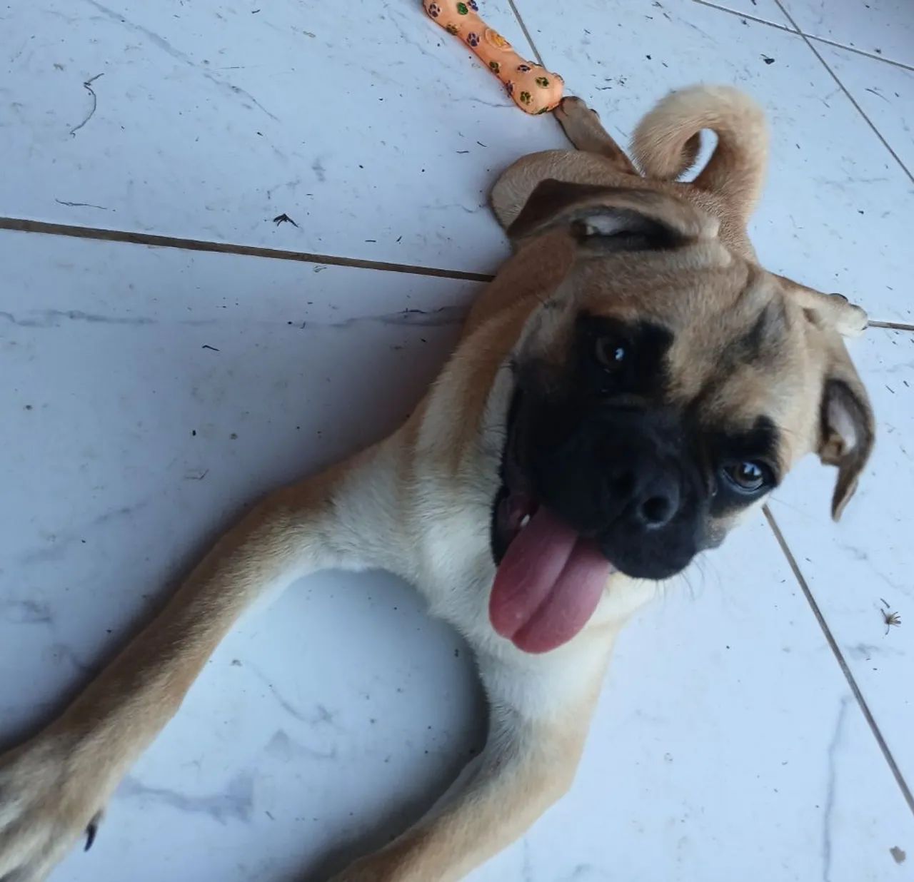 Pug filhote mestiça doação 