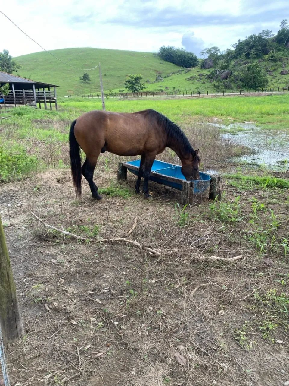 Cavalo mangalarga 