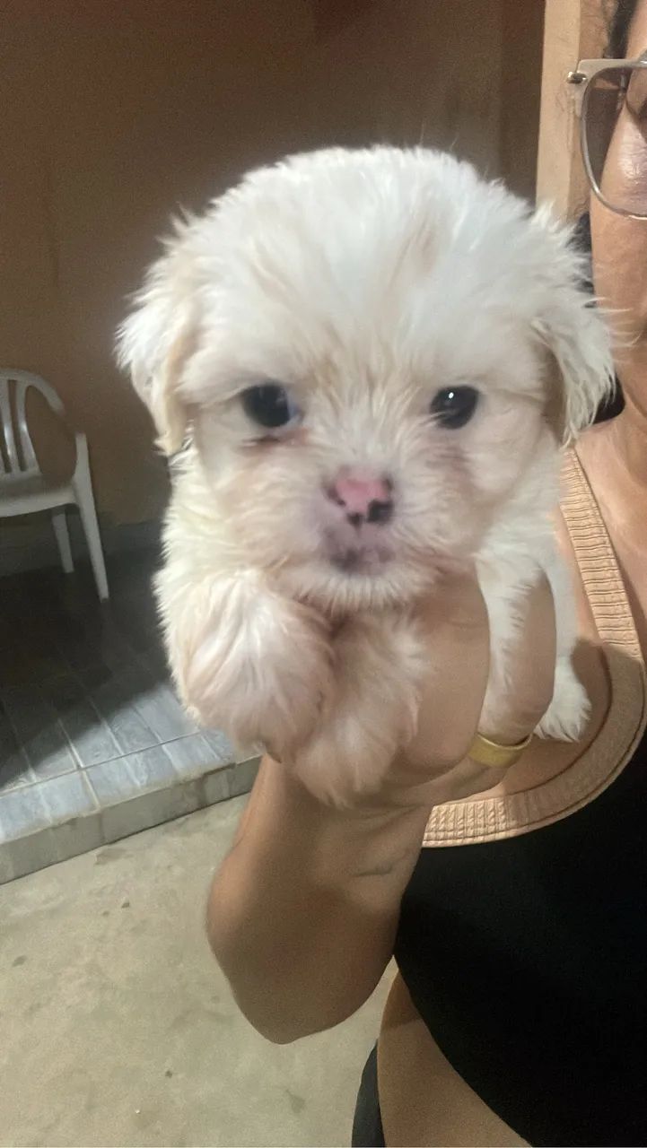 Cachorro lhasa Apso - Foto 3