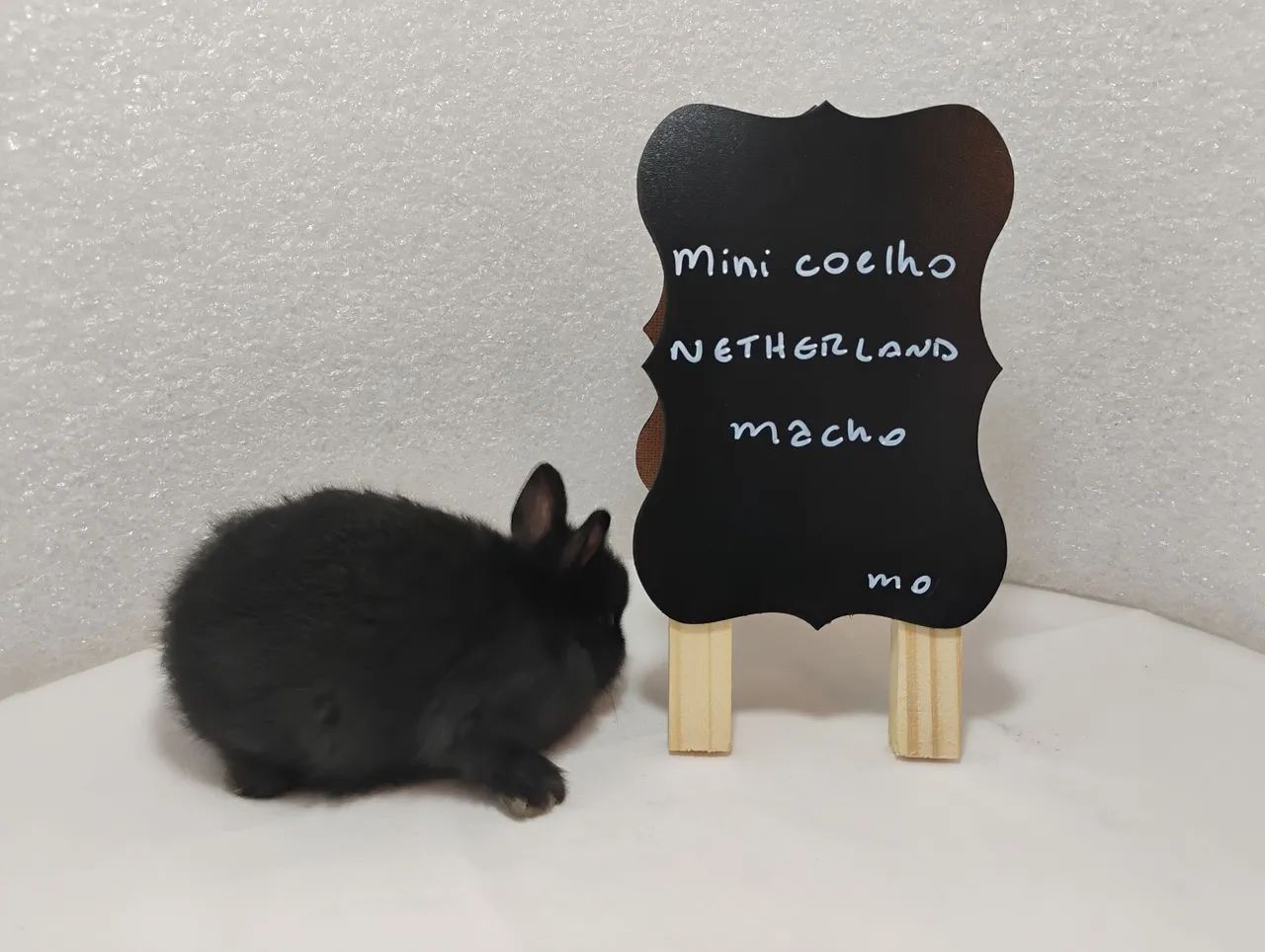 Mini Coelhos Filhotes com 31 dias de vida  - Foto 3