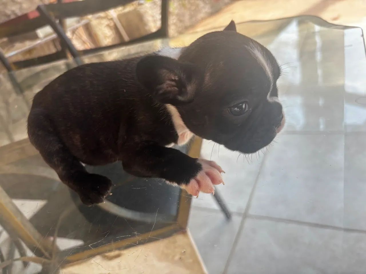 Buldogue frances micro  - Foto 3