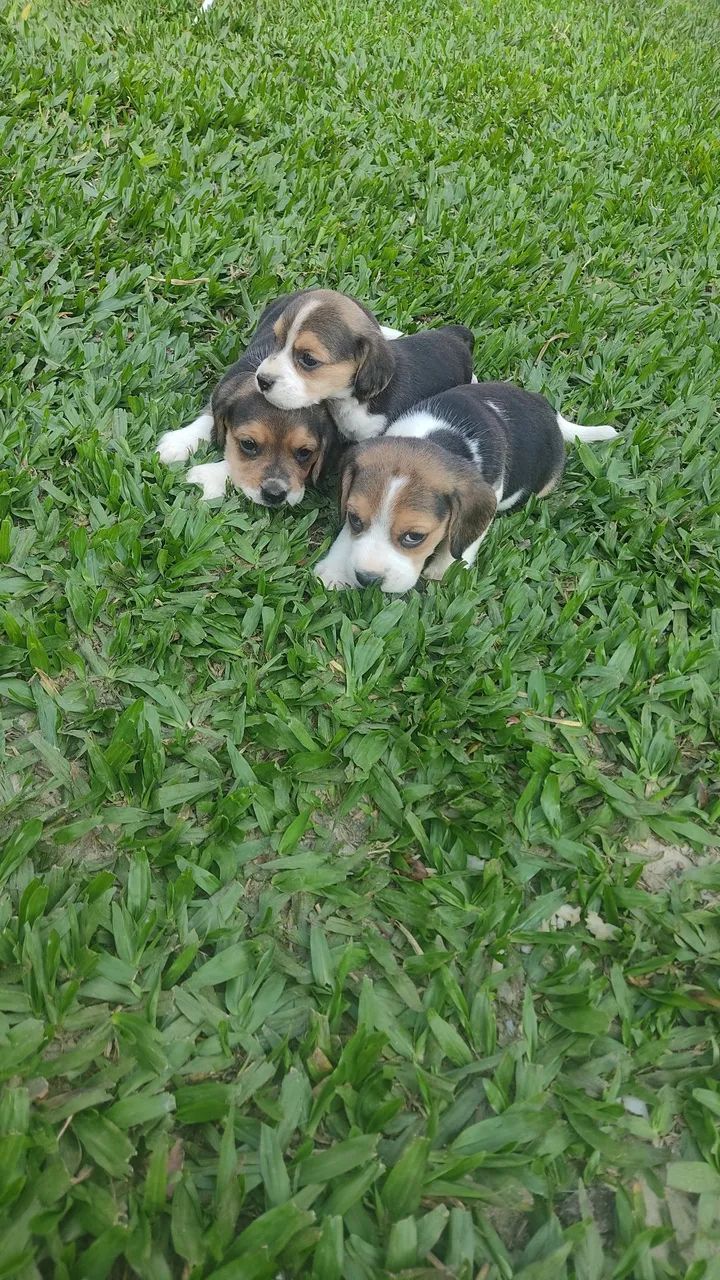 Beagle filhotes  - Foto 3