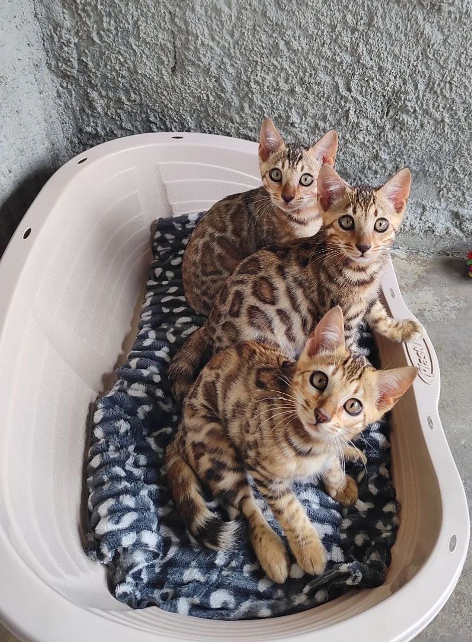 Gato bengal - Foto 5