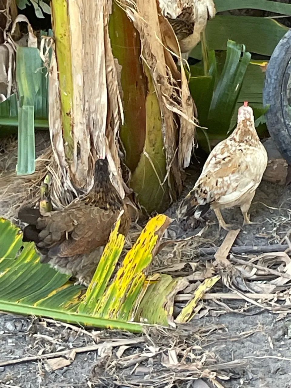 Aves domestica  - Foto 4