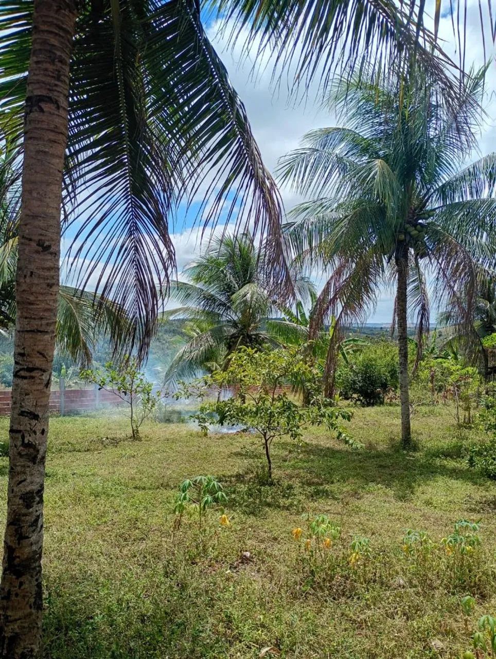 Terreno com casa, área externa e plantações  - Foto 5