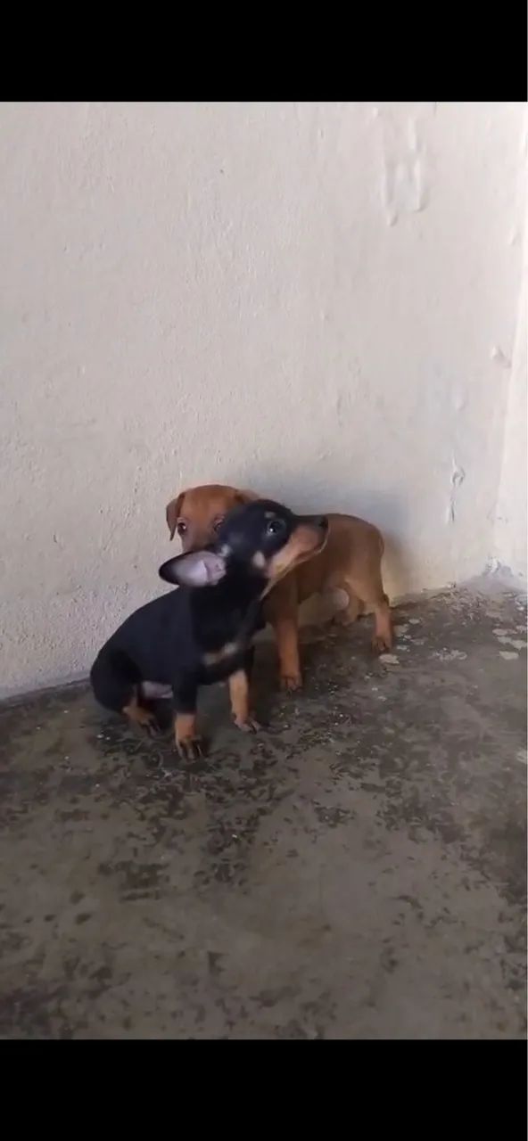 Pinscher número 01 