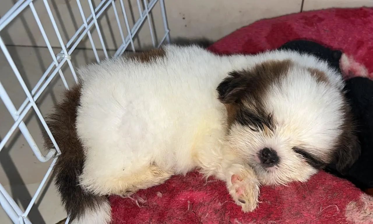 Cachorro - Foto 5
