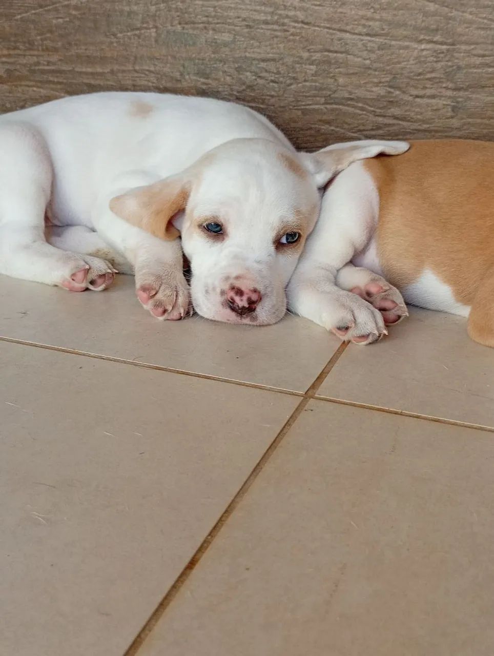 FILHOTES DE BEAGLE HARRIER À VENDA - Foto 4