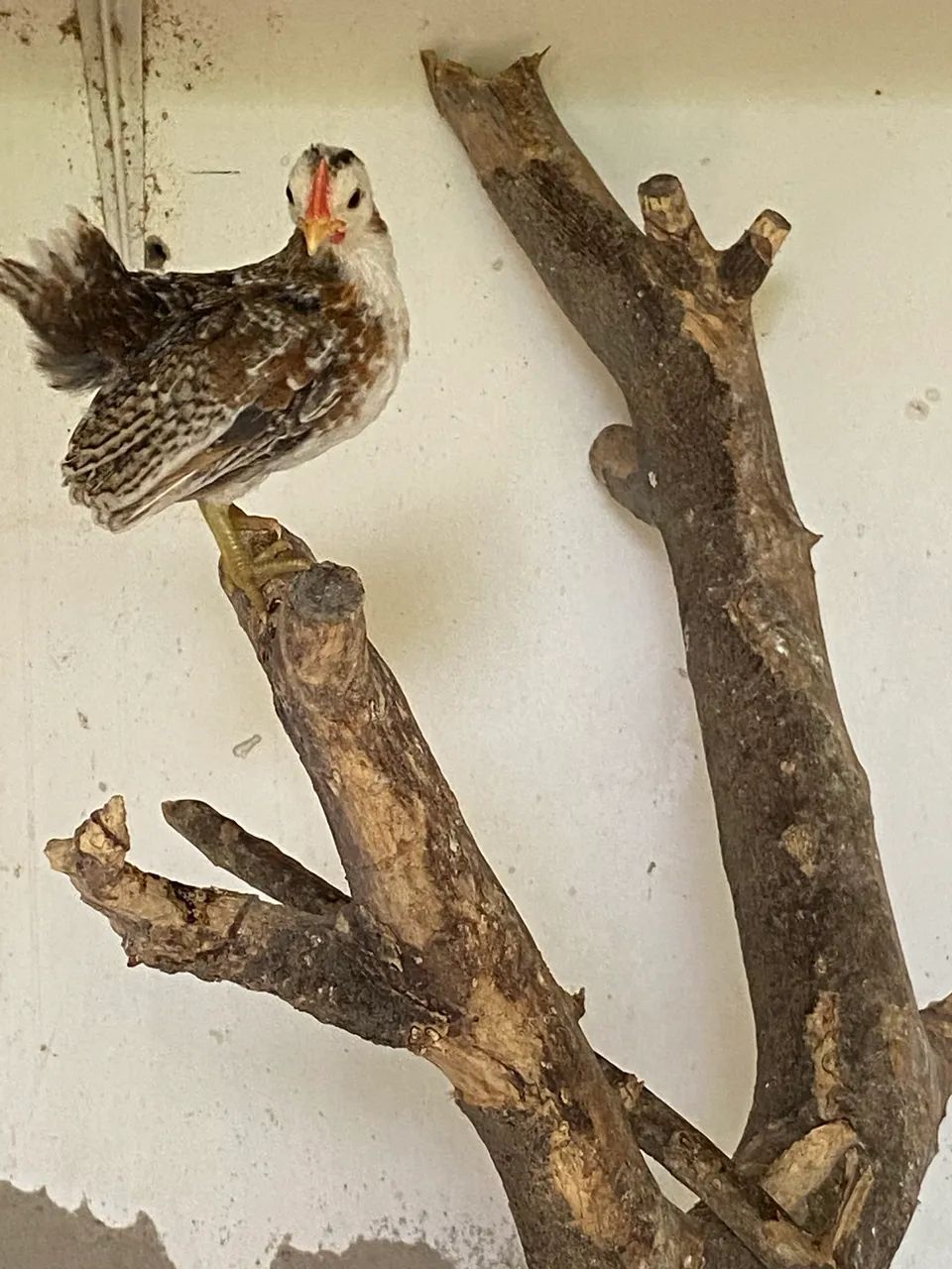 Galinha serama