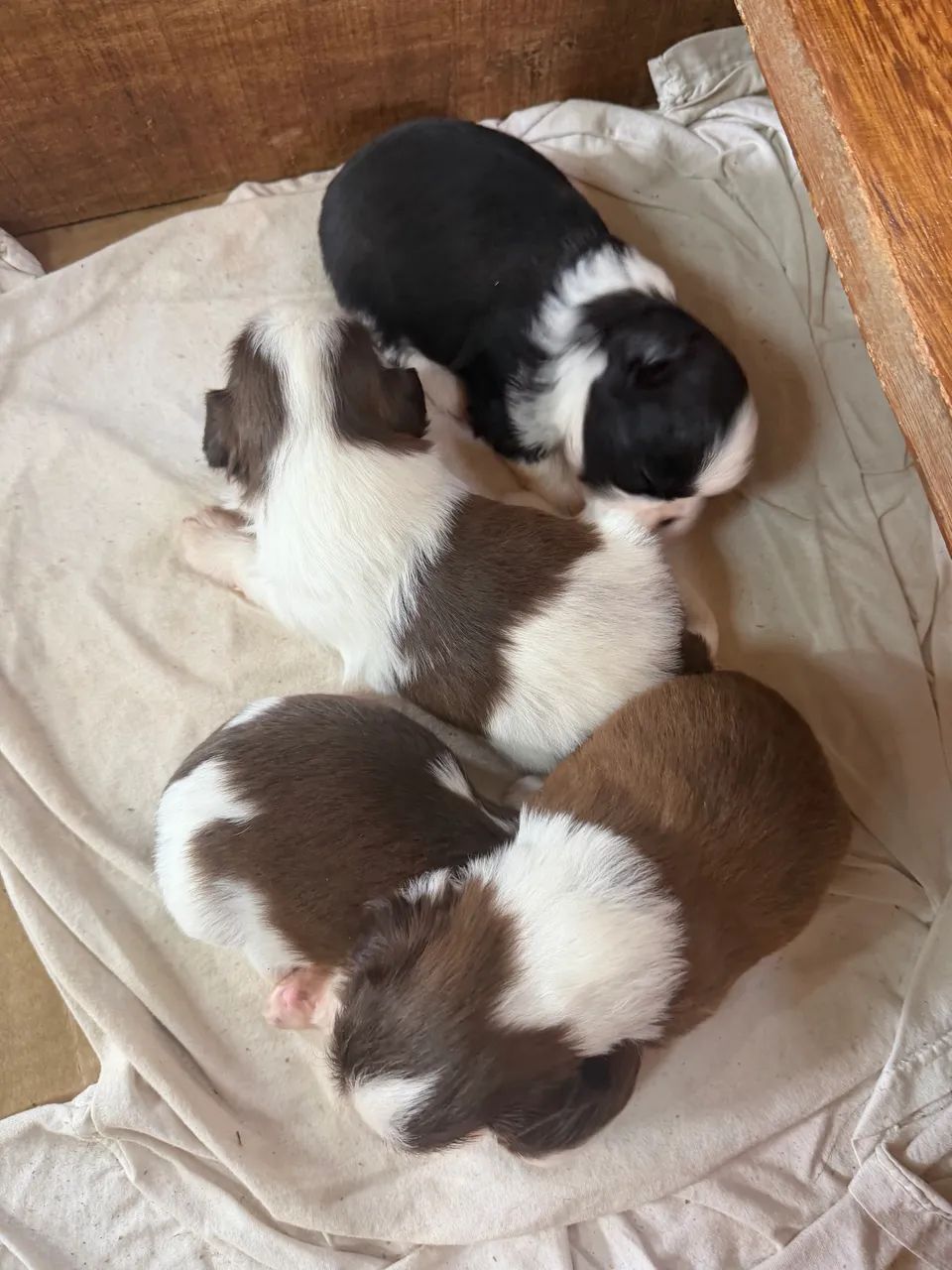 Filhote de shih tzu 