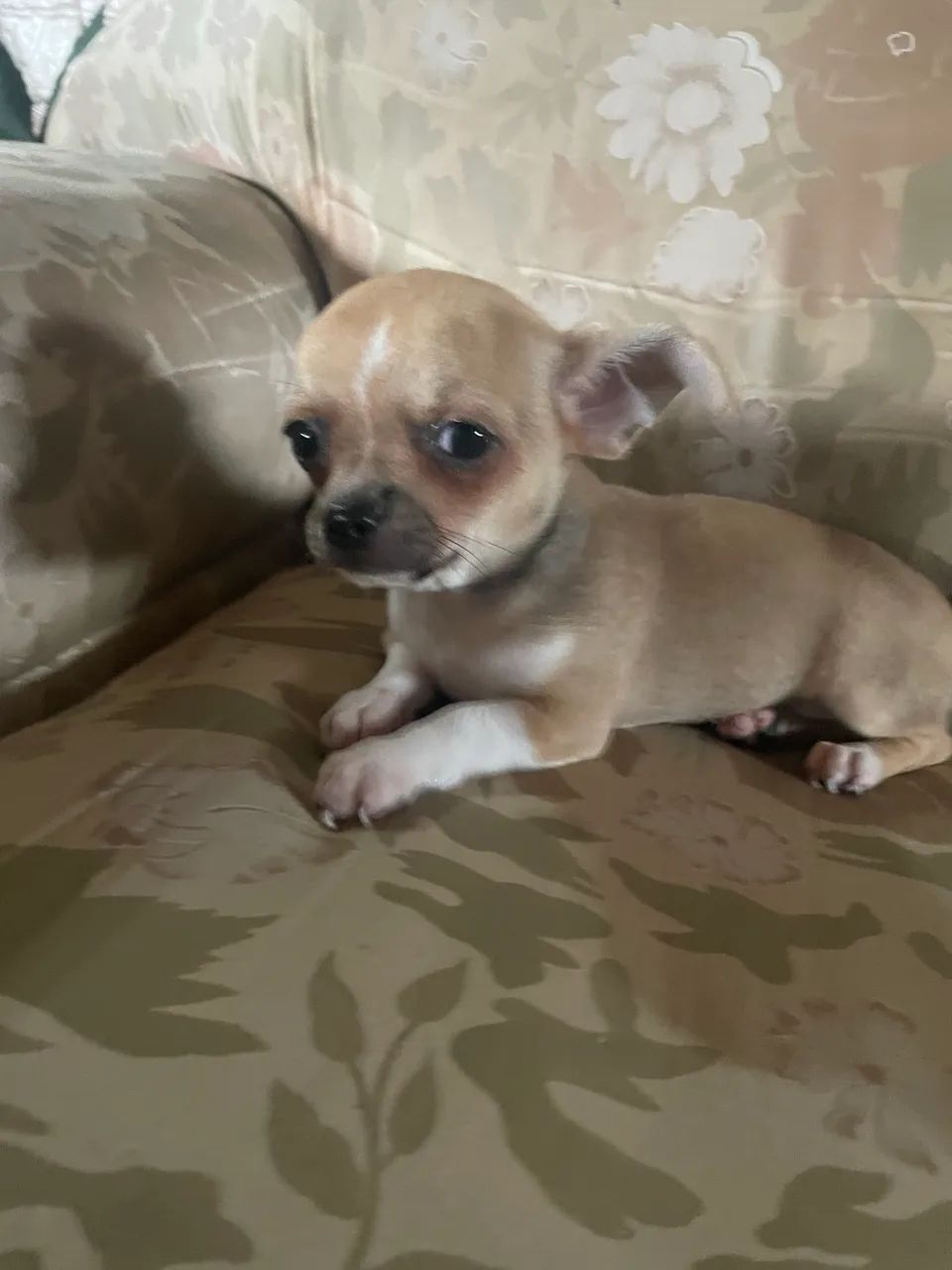 Filhote de chihuahua - Foto 4