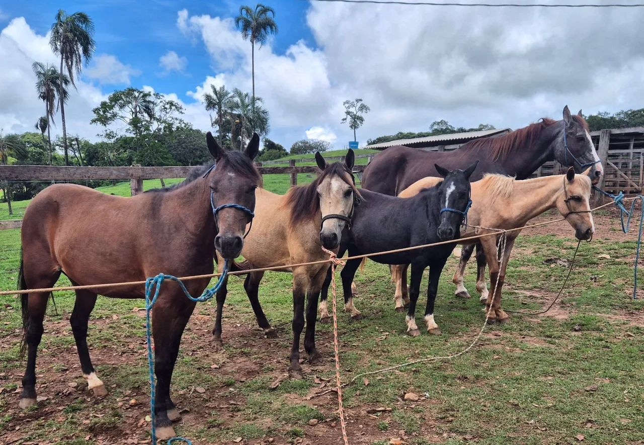 Cavalos e Éguas  Para Crianças - Foto 3