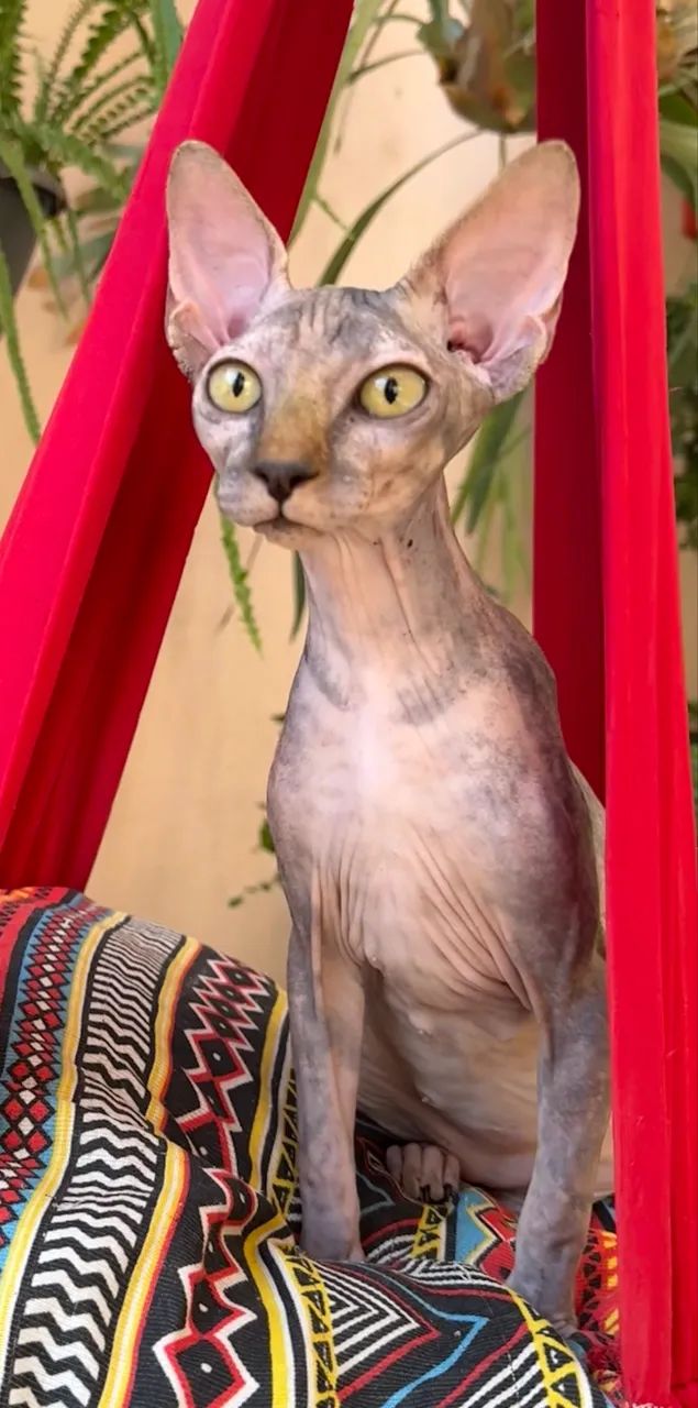 Filhotes Sphynx Fêmeas  - Foto 3