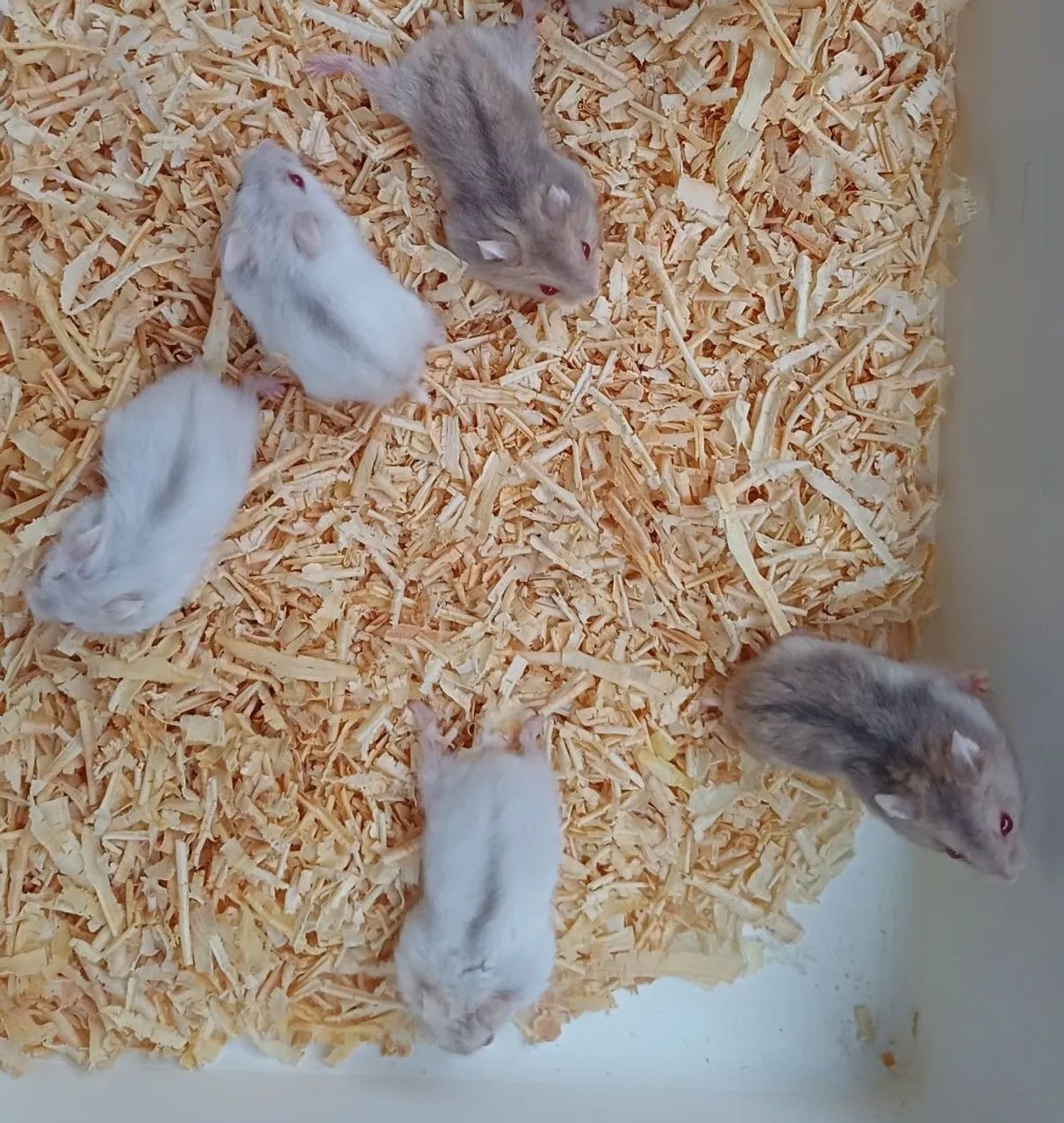 Hamster anão russo 