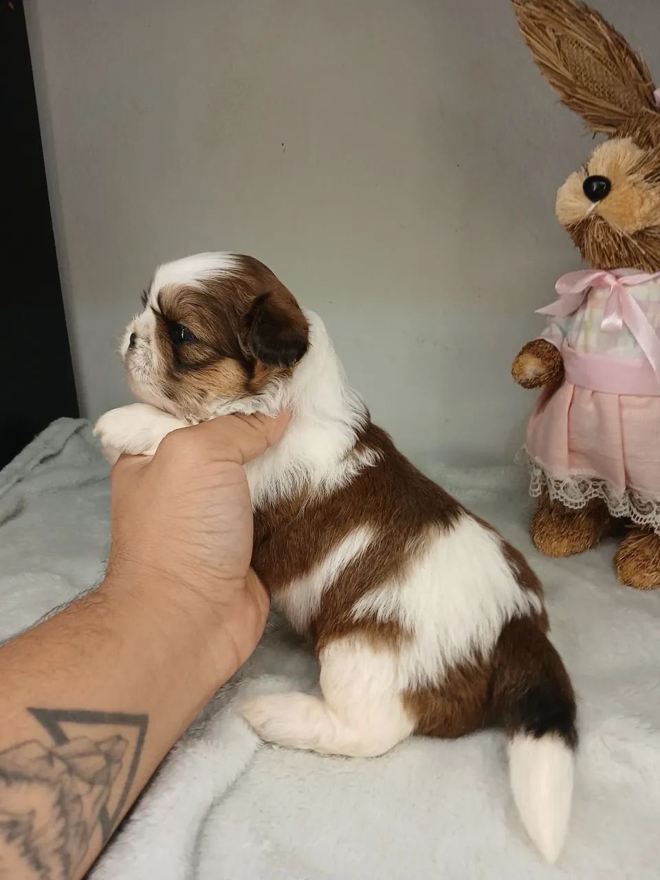 Filhote de shihtzu macho para reserva 
