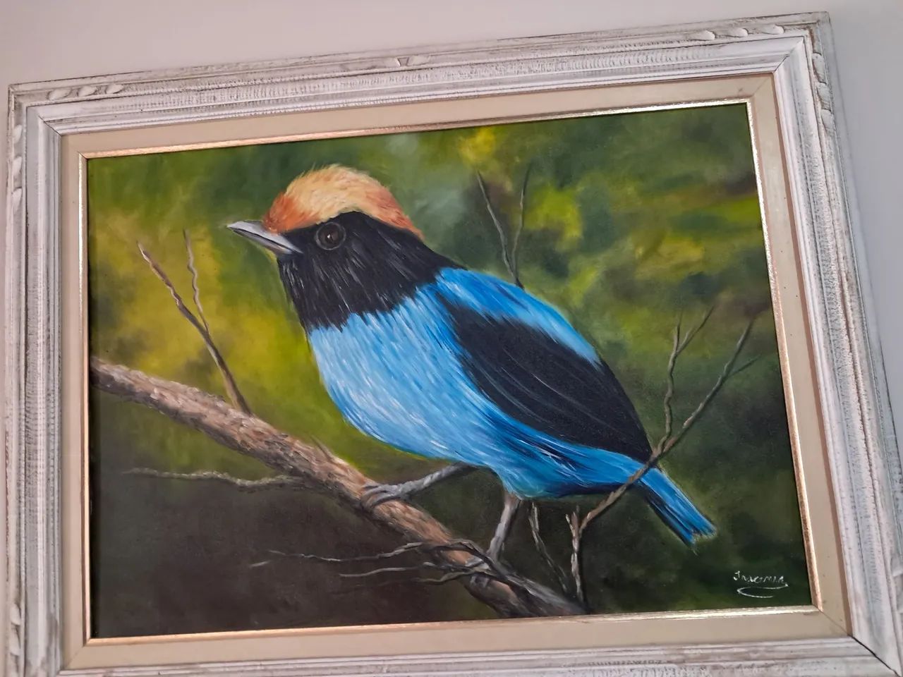 Quadro  pássaro tangará  - Foto 5