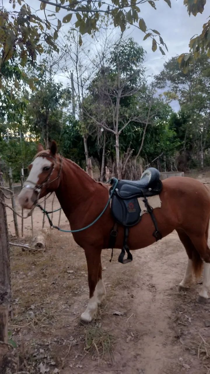Égua para cavalgada e trabalhos no campo 