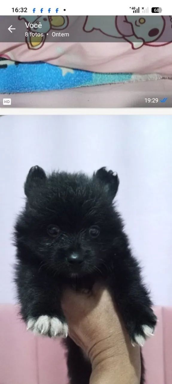 Spitz  - Foto 2