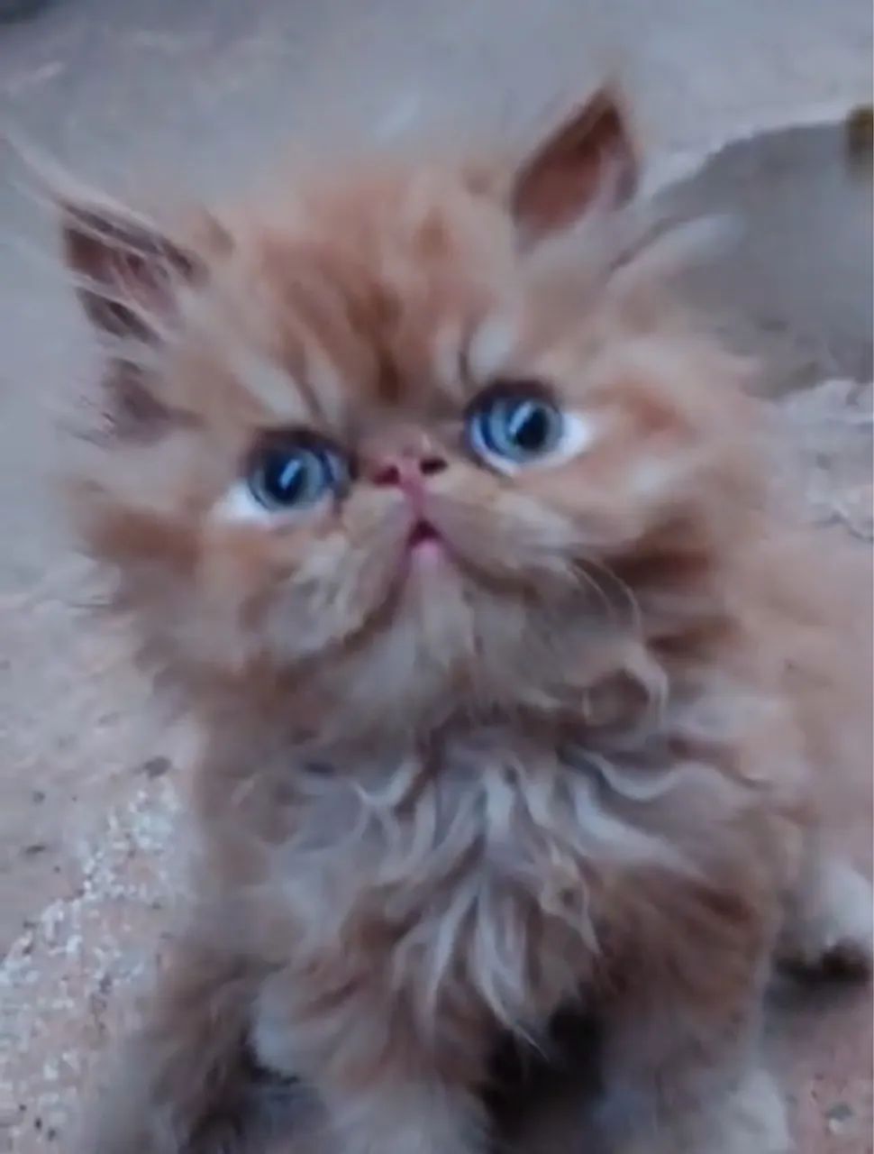 Filhotes de gatinhos Persa show  - Foto 2