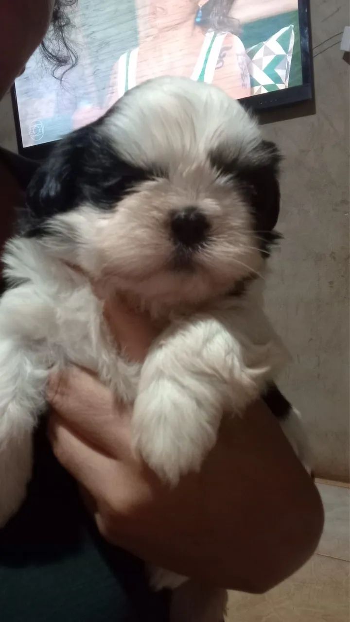 Shih-tzu macho - Filhote  - Foto 2