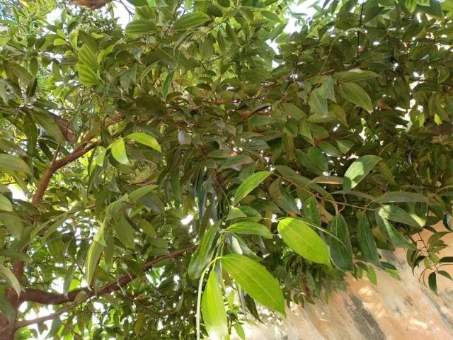 Folhas de Canela para Cozinha - Foto 2