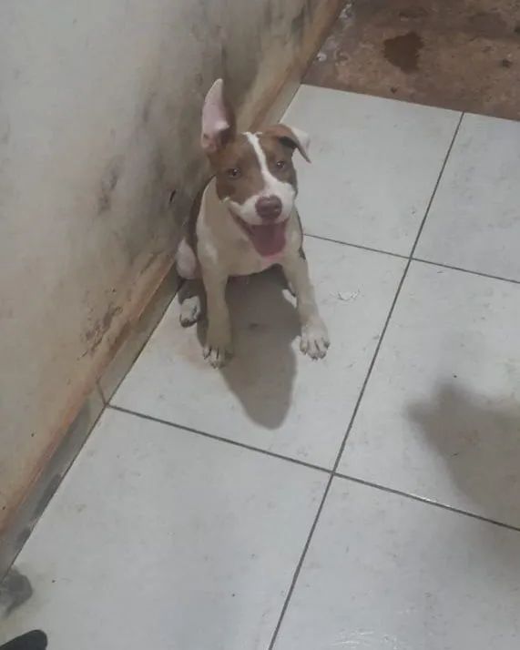 Pitbull  - Foto 2