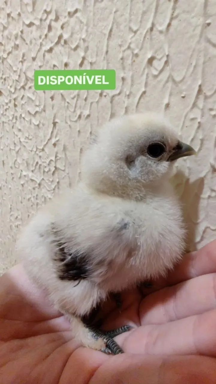 Pintinho de Galinha Sedosa - Foto 6