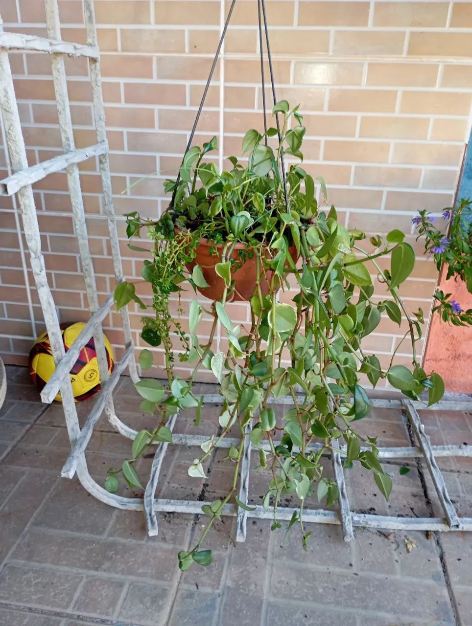 Sementes e plantas 