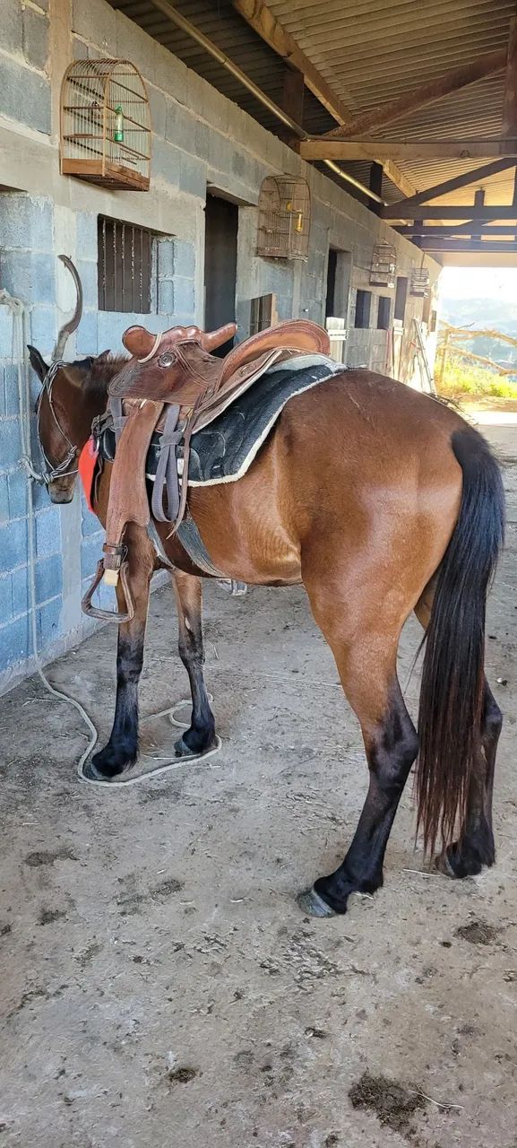 Potra de sela e charrete - Foto 4