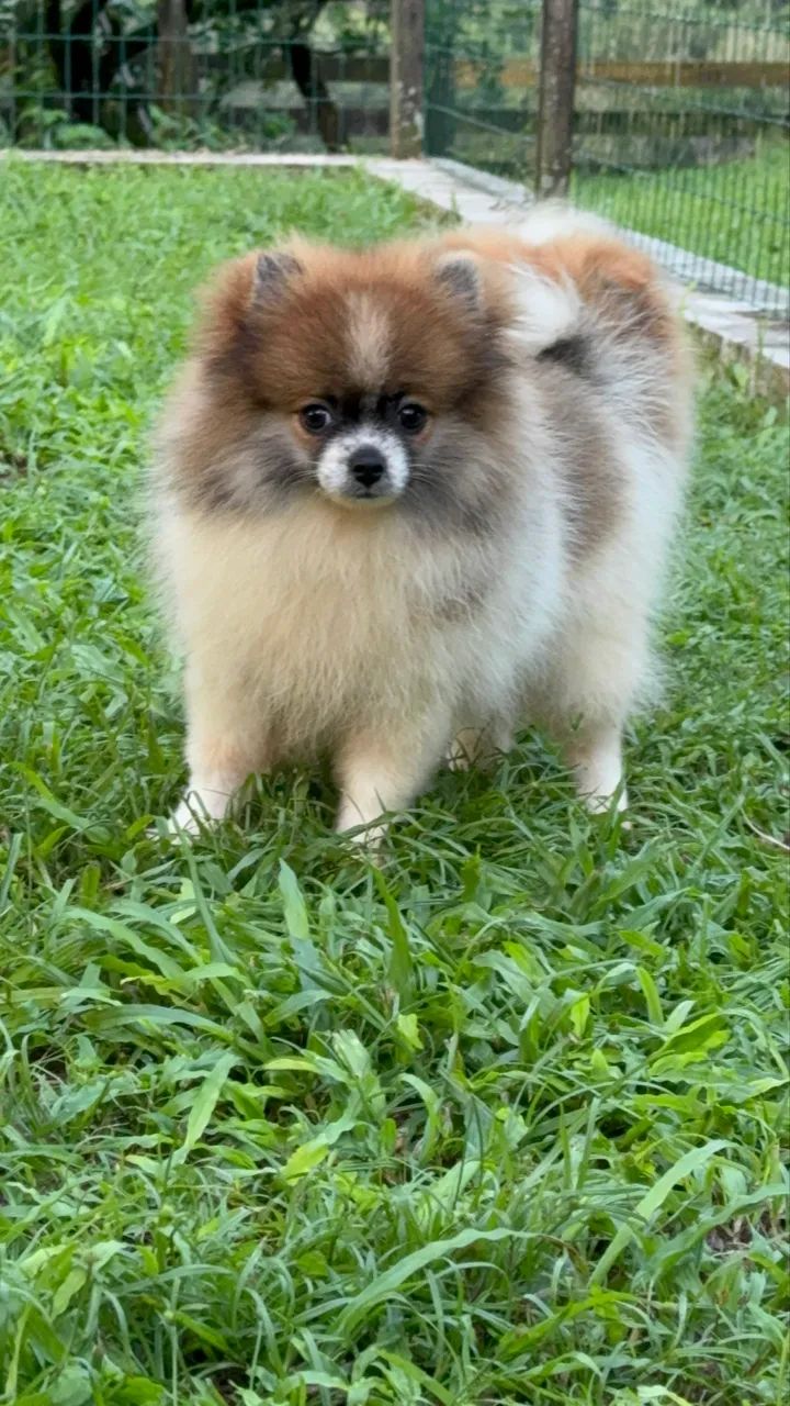Spitz alemão anão  - Foto 4