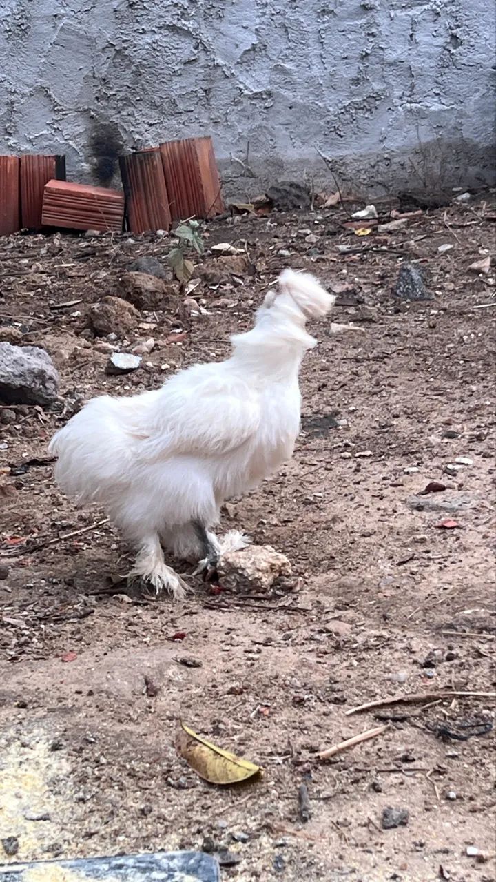 Sedosas do Japão  - Foto 4