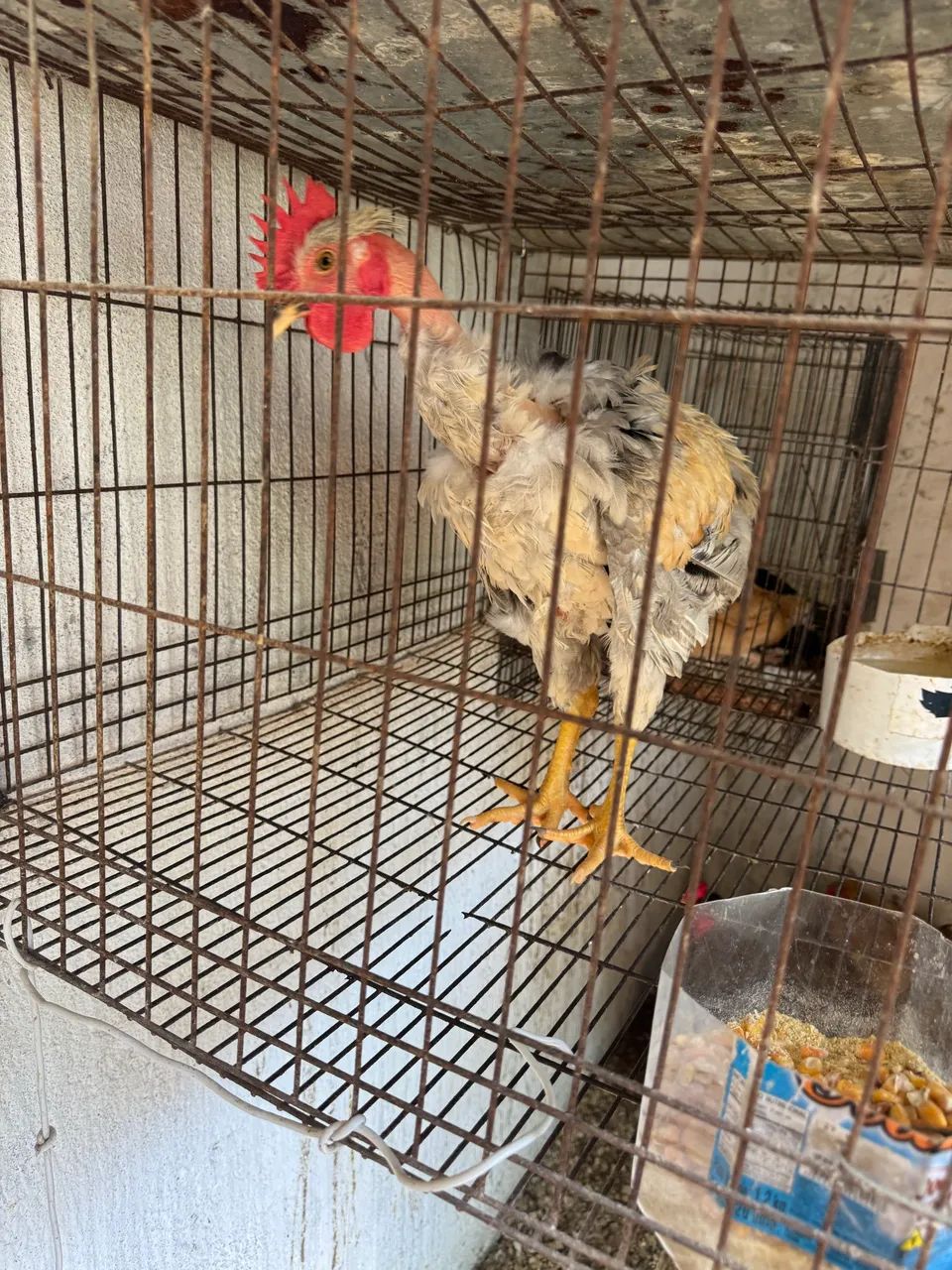 Frango polaco  - Foto 2