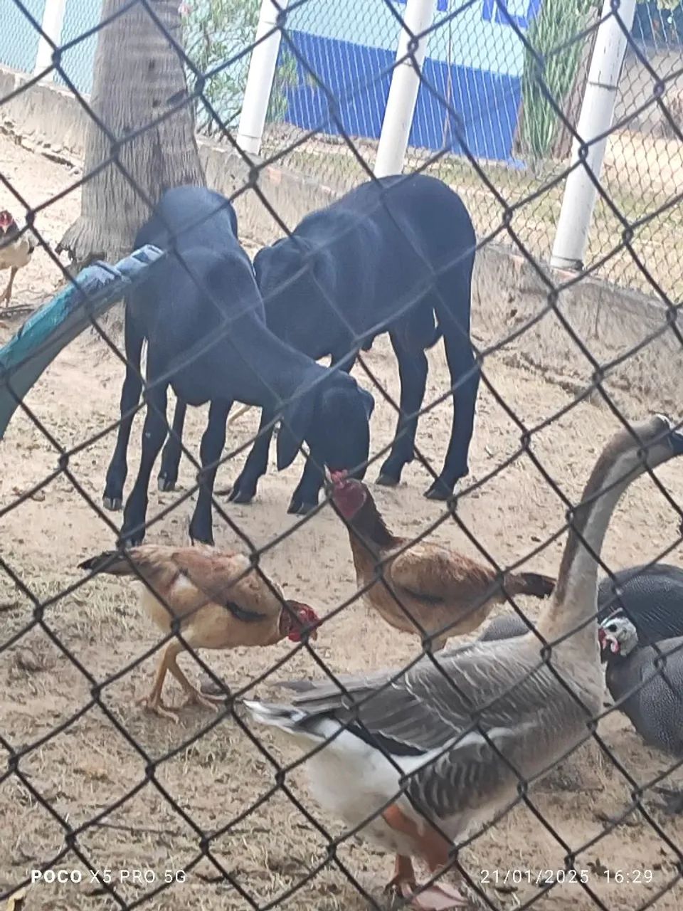 Gansos 