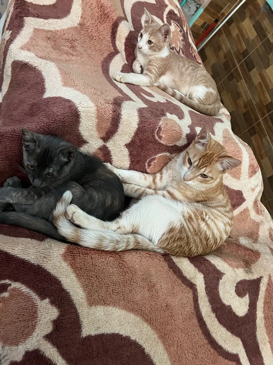 Gatos para adoção  - Foto 5