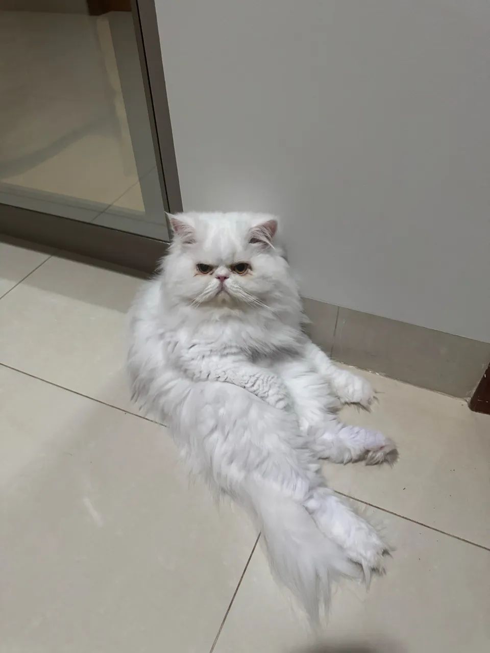 Doação gato persa branco, muito dócil!! 
