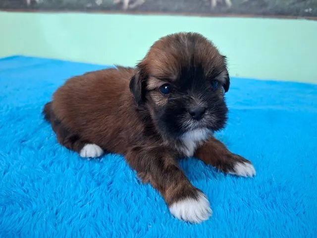 Lhasa Apso - Filhote para Reserva e Entrega em Março. Parcelamos em 10x! - Foto 3