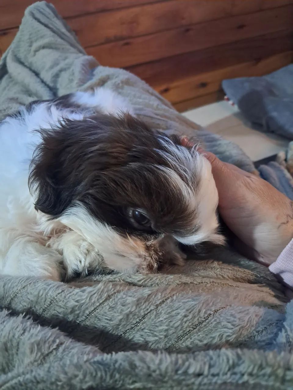 Shitzu 4 meses