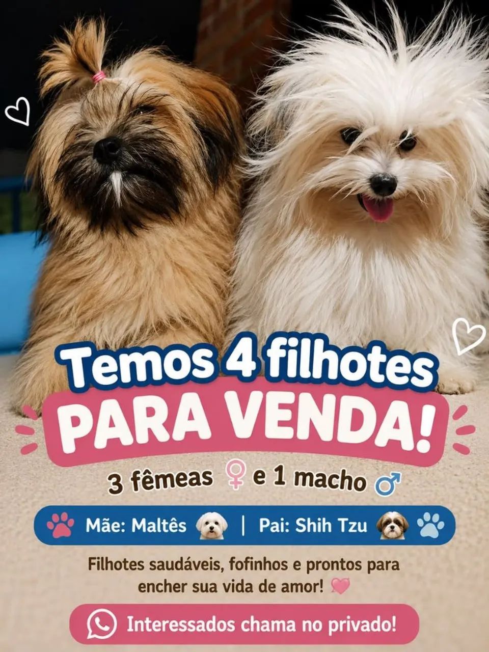 Vende-se cachorros Shitzu  - Foto 3