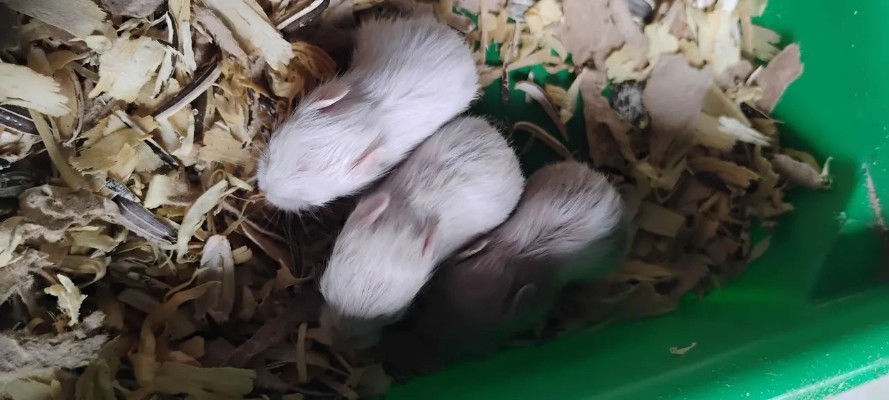 Hamster Sírio  - Foto 4